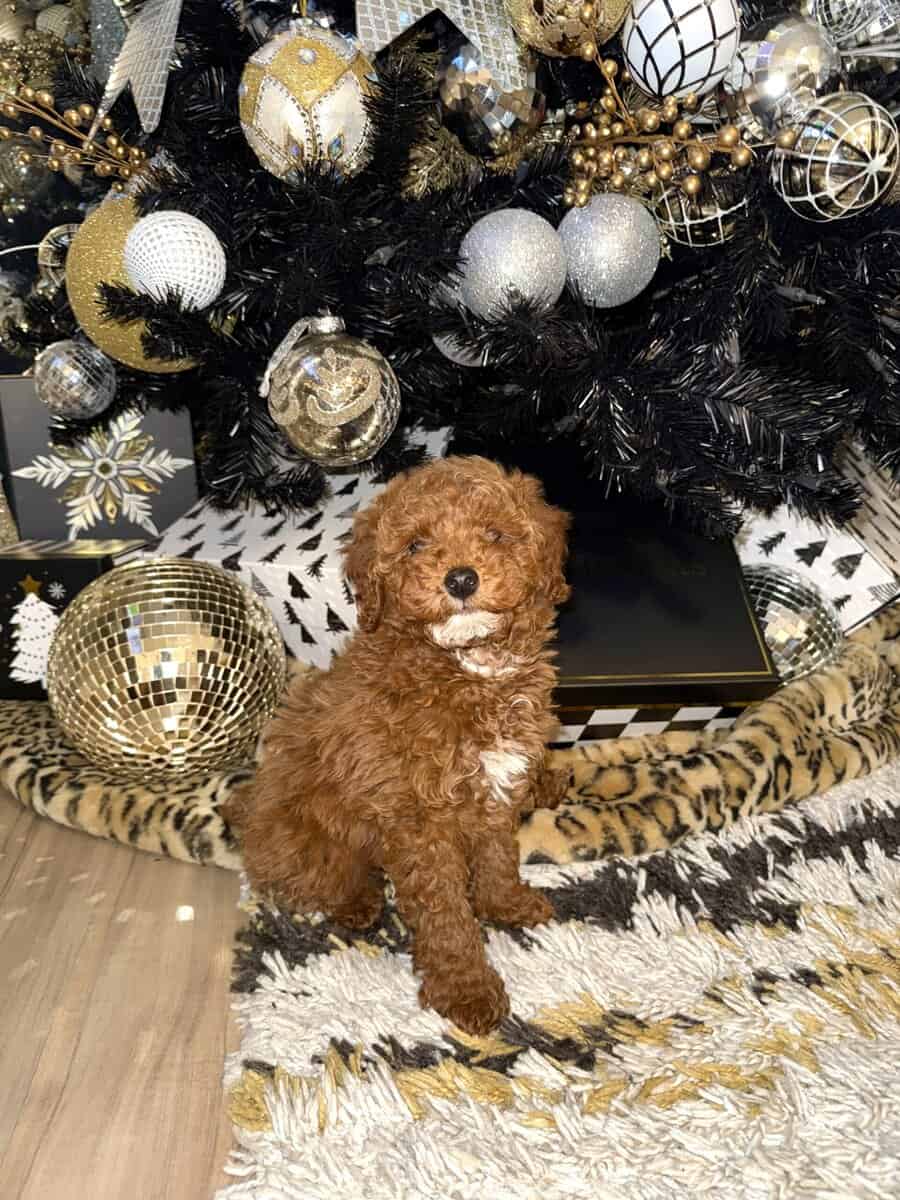 MINI POODLE PUPPY image 6