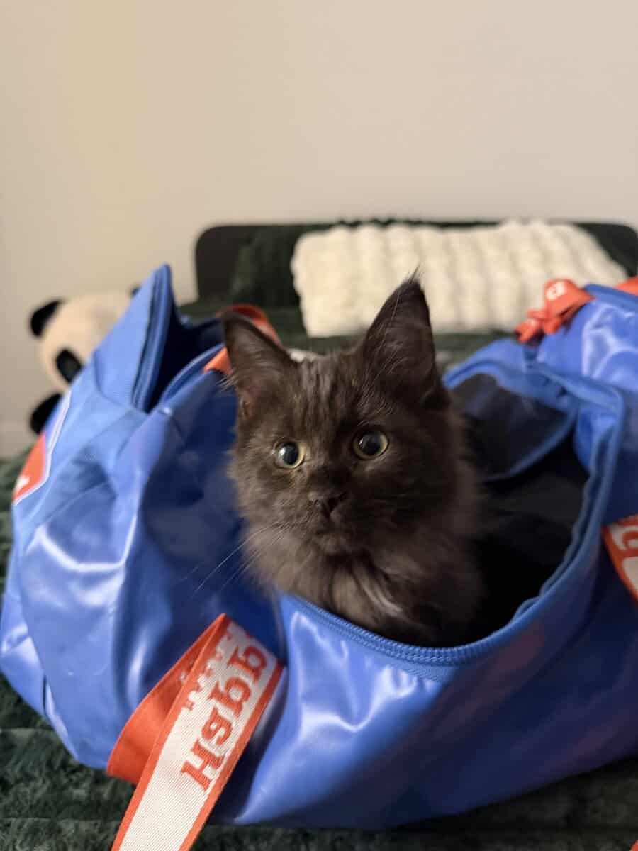 Maine coon kitty image 1