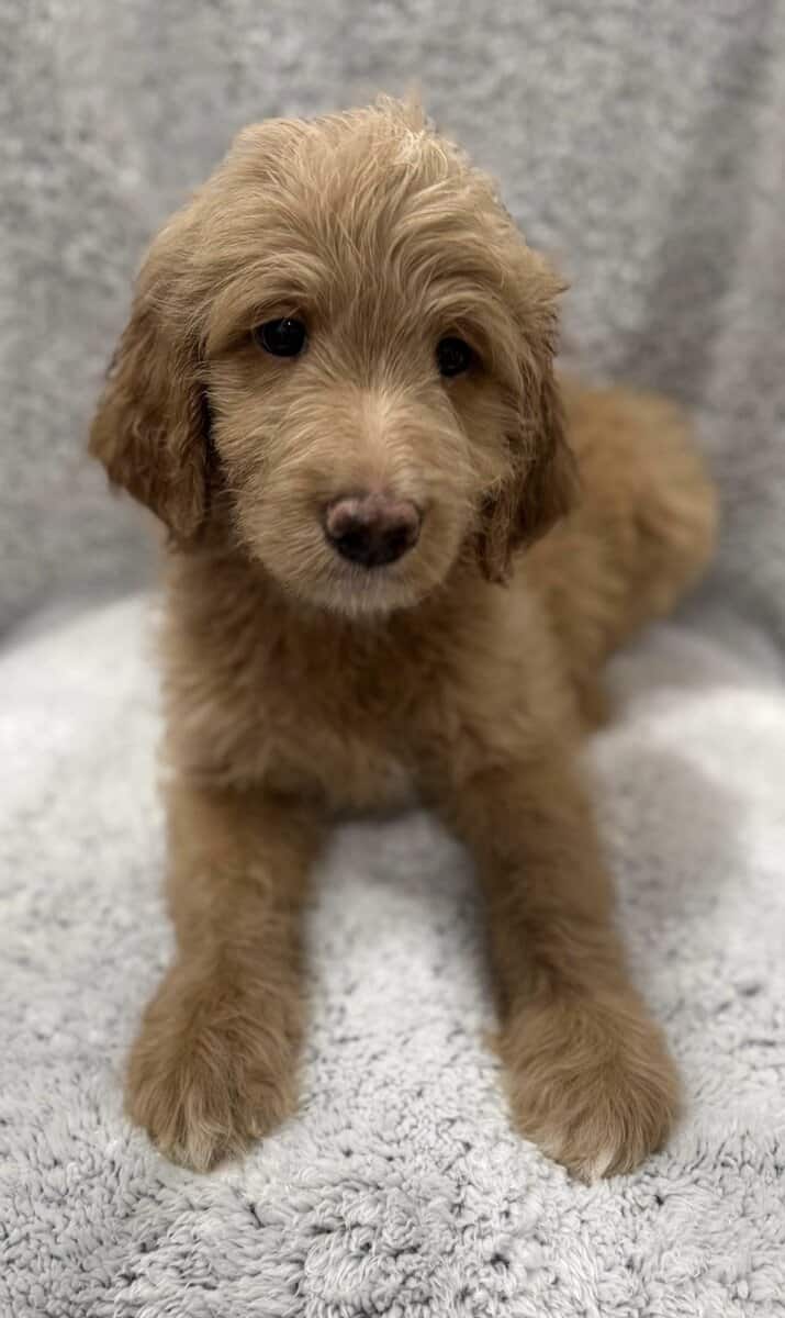 Golden Aussiedoodle image 2