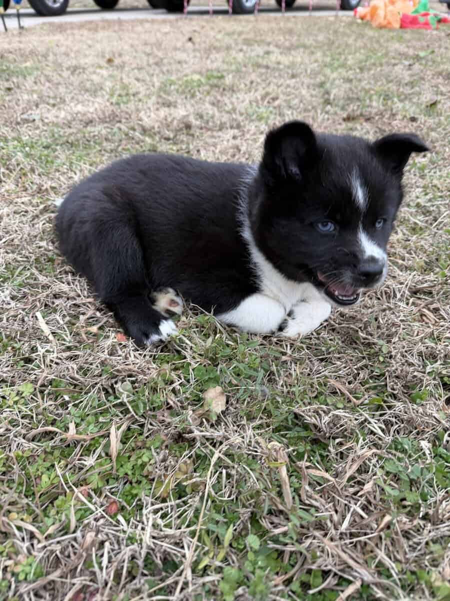 Aurora the Pomsky image 1