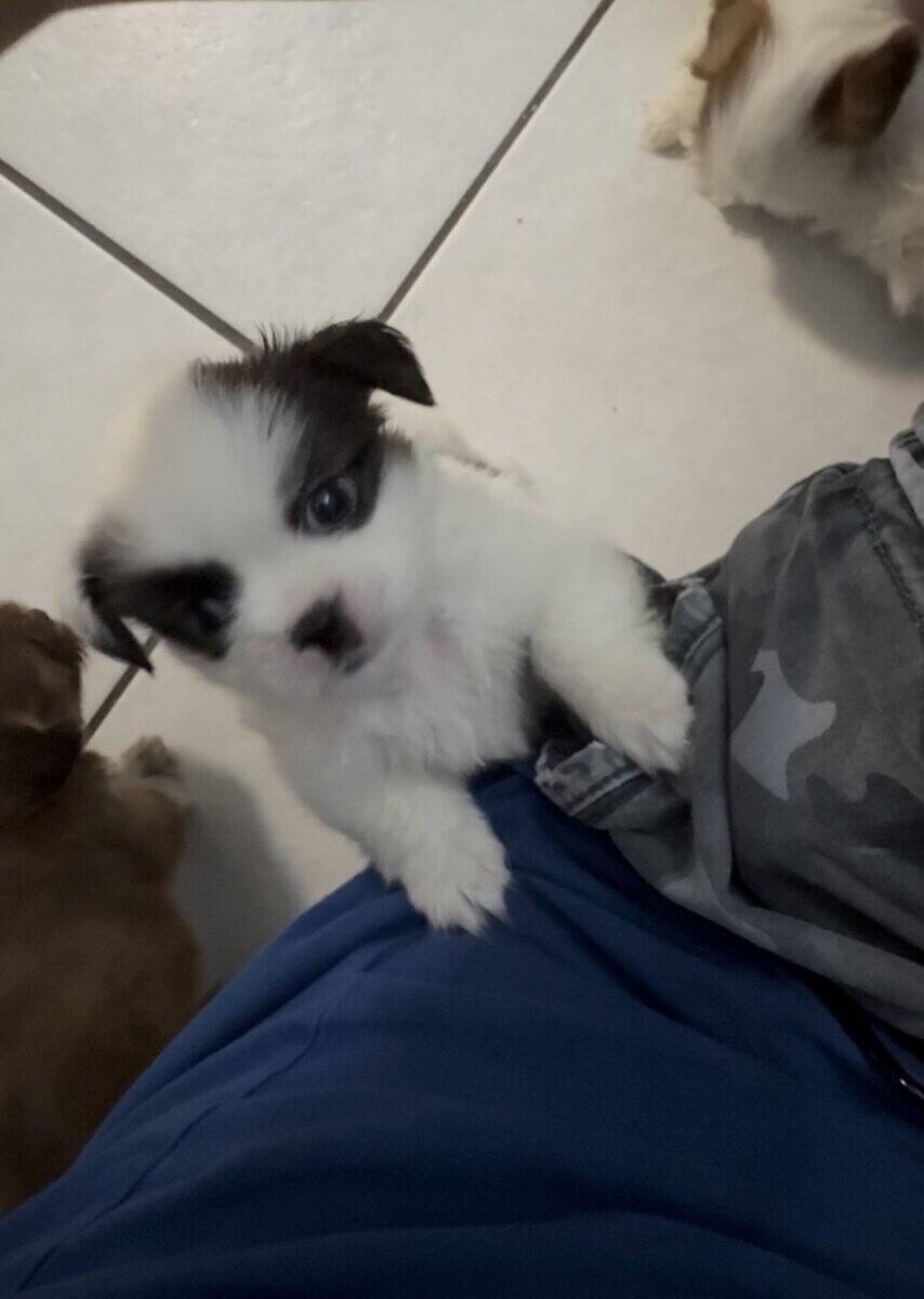 Shih Tzu Puppies image 1