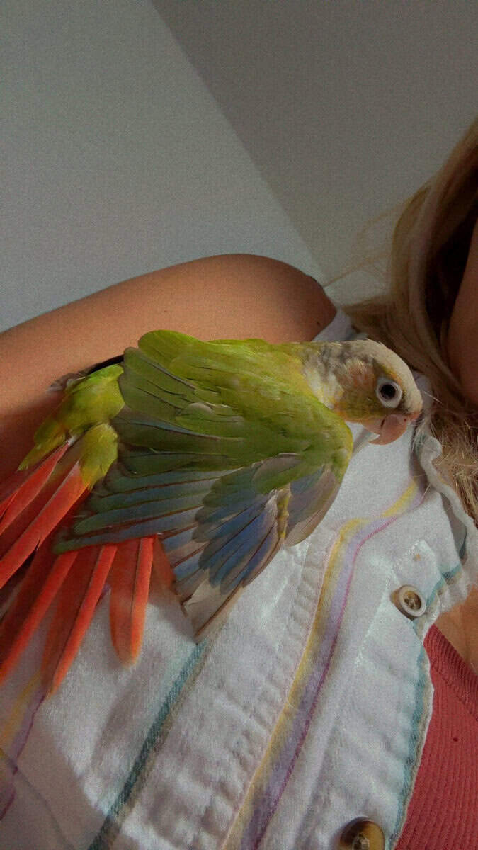 Green cheek conure and pineapple image 16