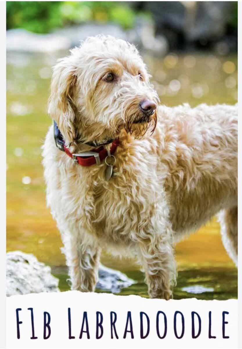 Labradoodles image 2
