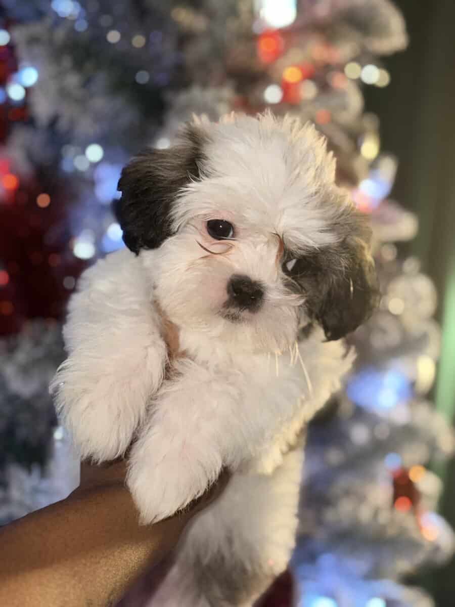 Shih Tzus image 6