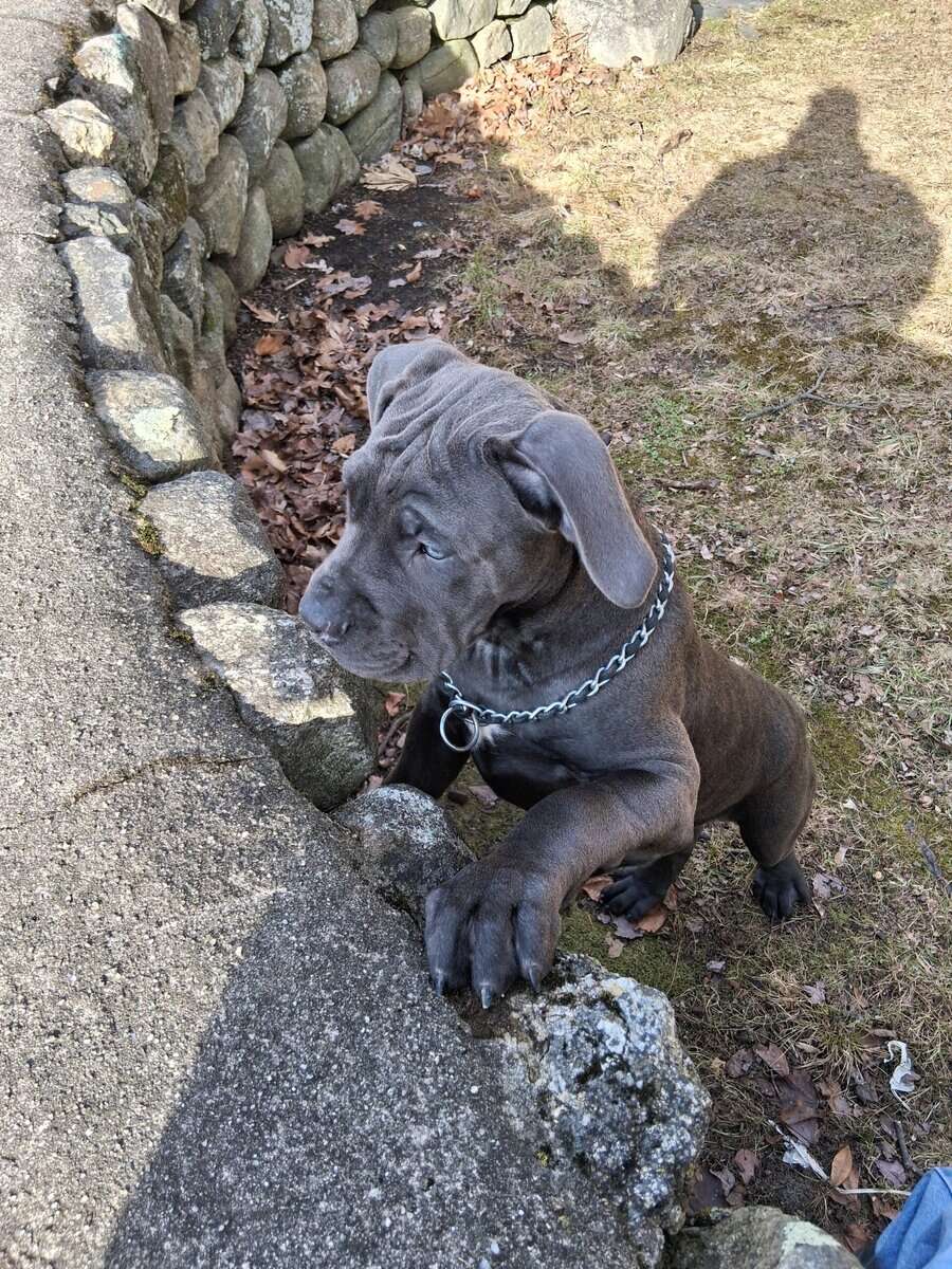 Beautiful Female Cane Corso Puppy image 1
