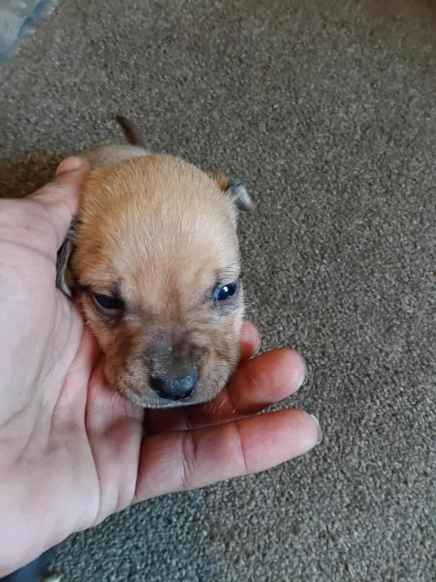 Beautiful 2 months old puppies image 8