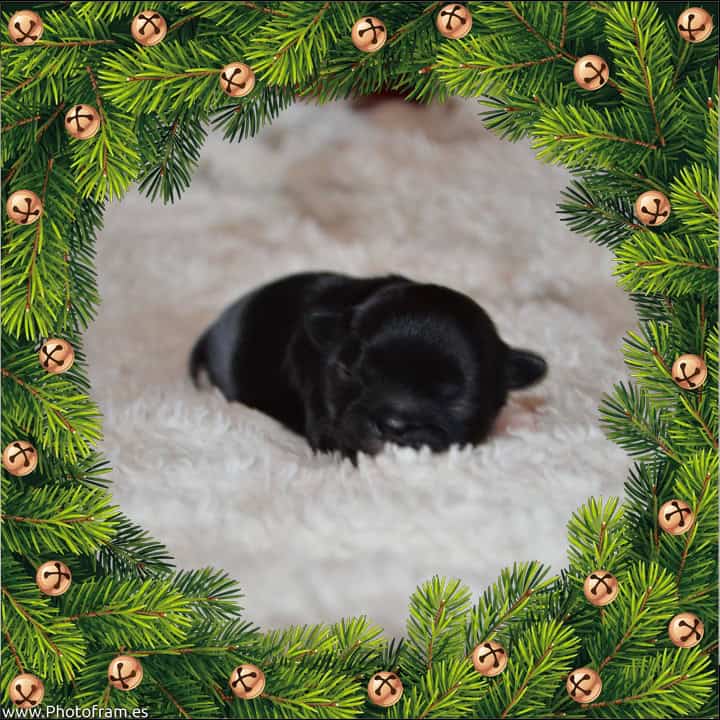 Gorgeous AKC Shih Tzu Puppies image 3