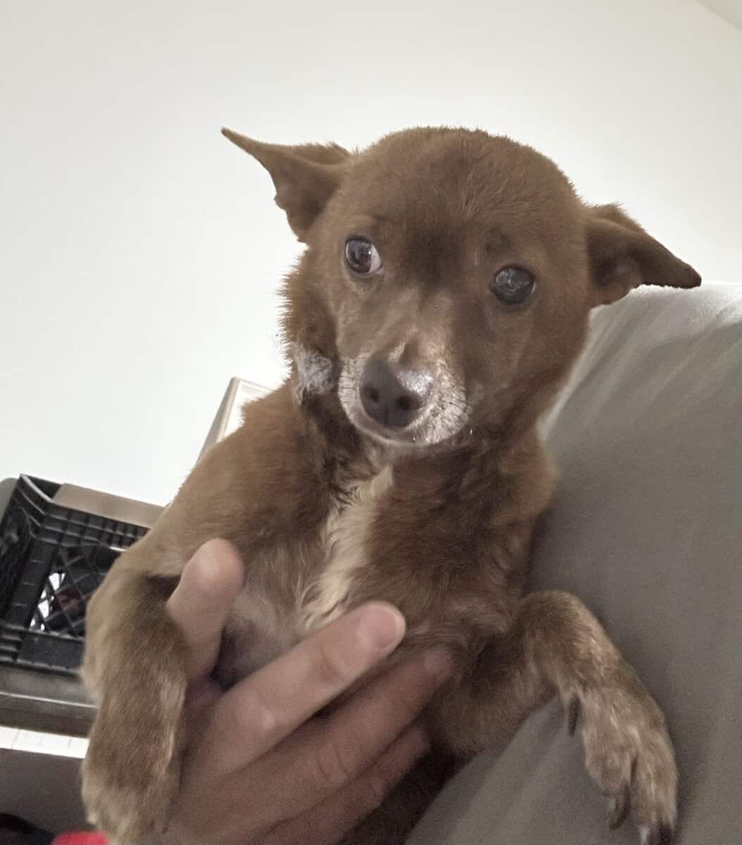 Small Dog Needs Home image 4