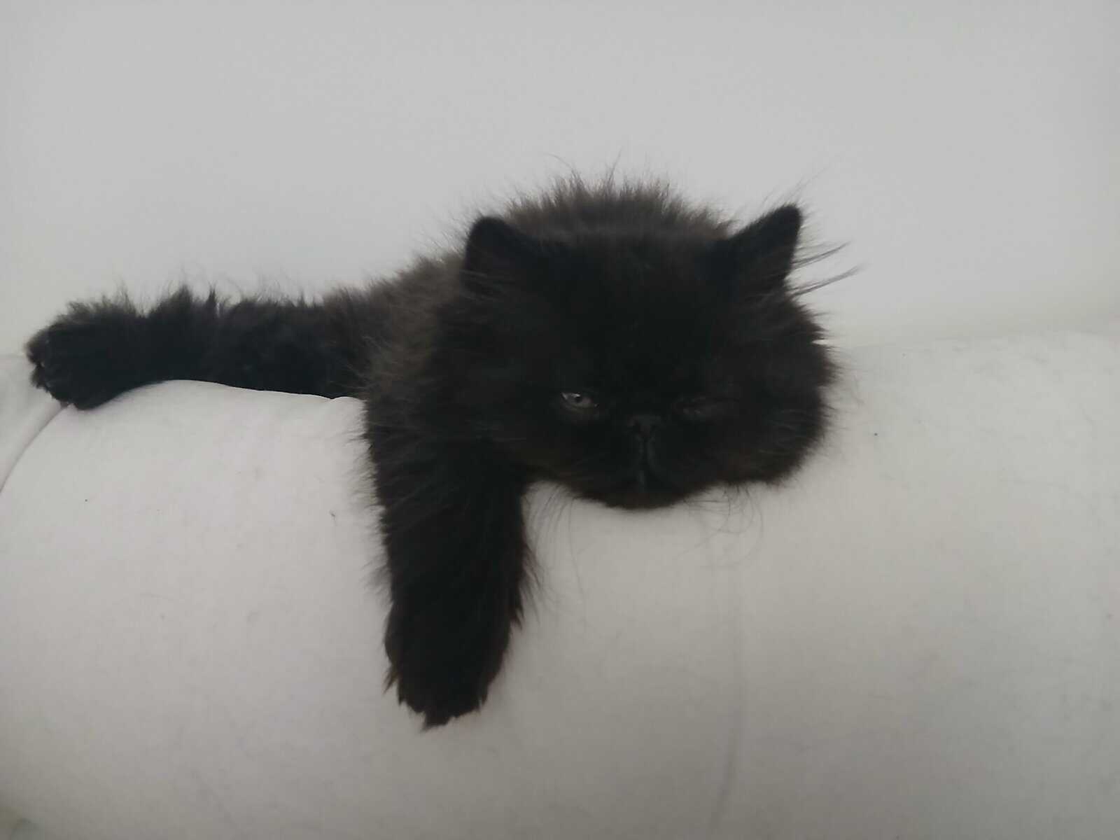 Black persian kitten image 1