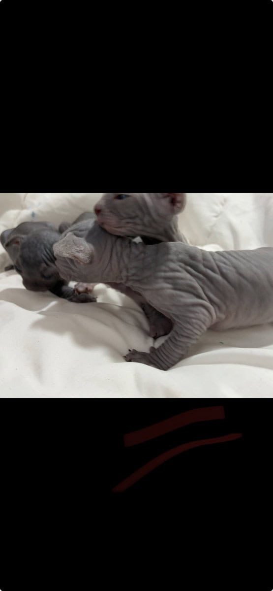 Beautiful Hairless Sphynx Kittens image 3
