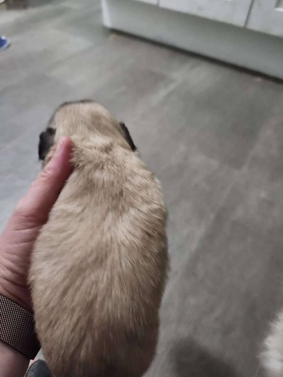 Suki puppy #4 (Whiskey) image 6