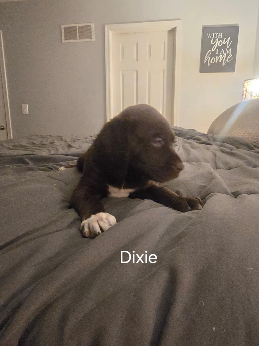 Silver lab /german wired pointer mix image 4
