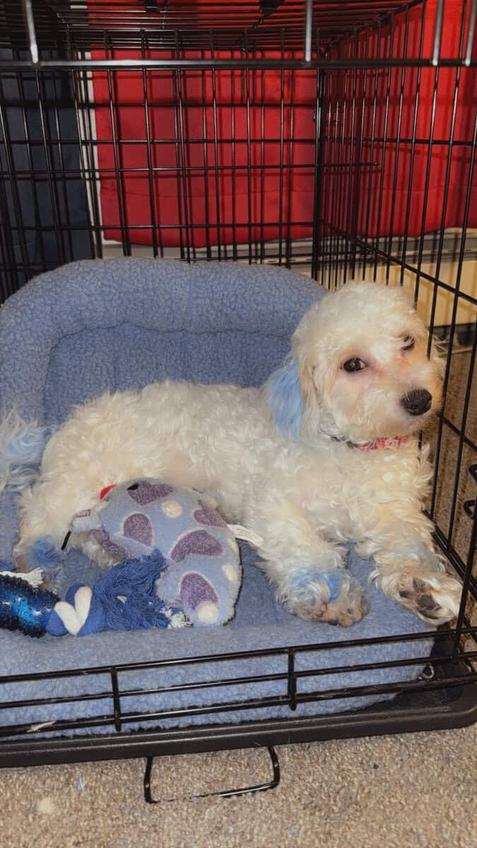 Hachi – Havachon Puppy, 8 Months, Crate & Potty Tr image 2