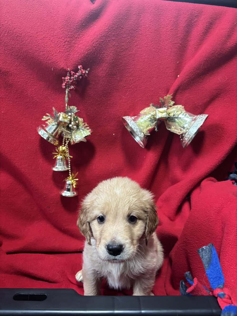 Golden Retriever puppies for sale before Christmas image 4