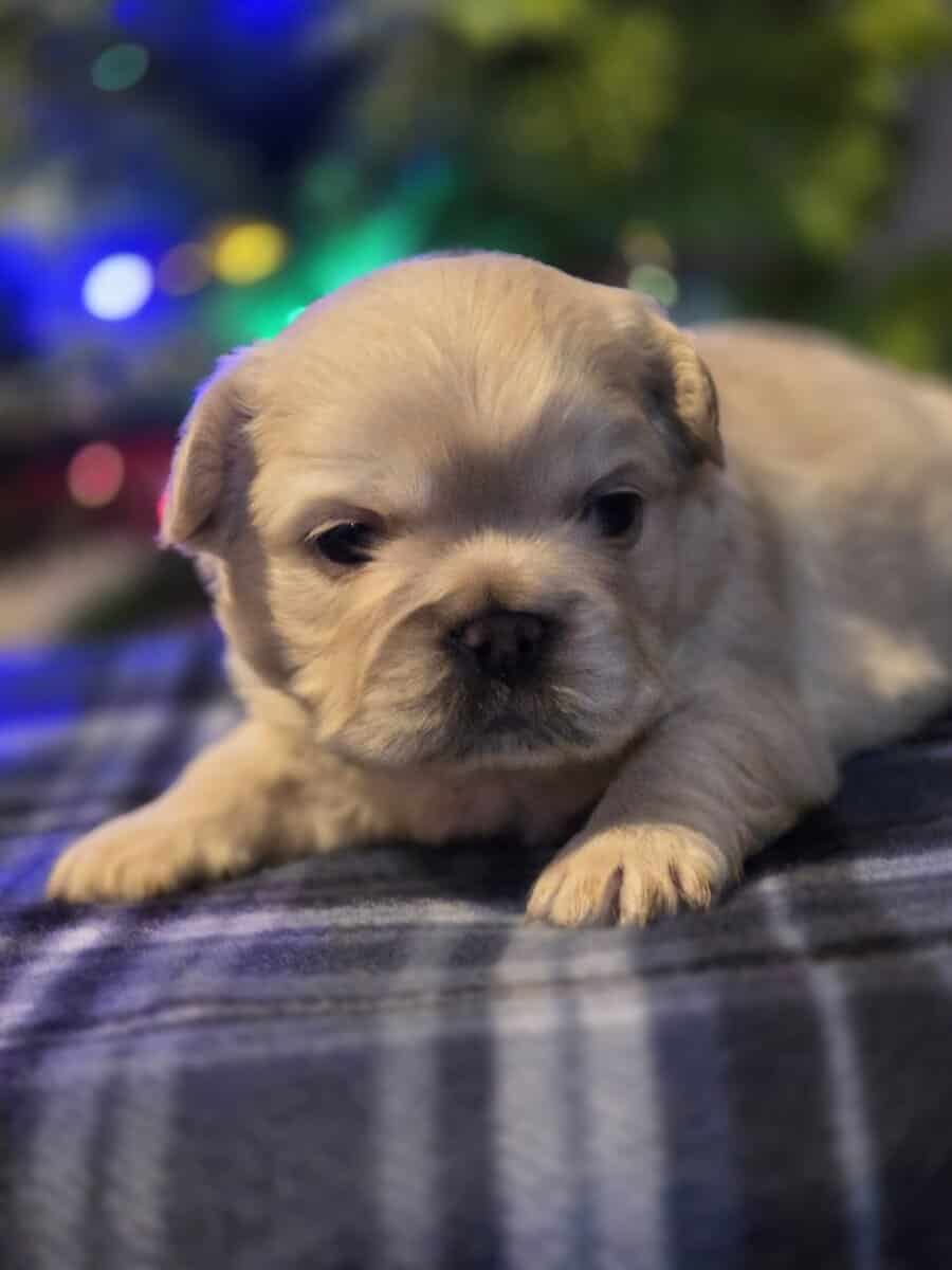 Full Fluffy French bull dog image 3