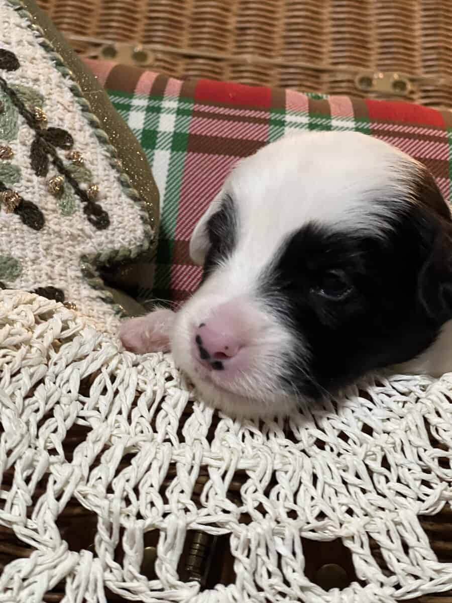 ASDR AUSTRALIAN SHEPHERDS image 2