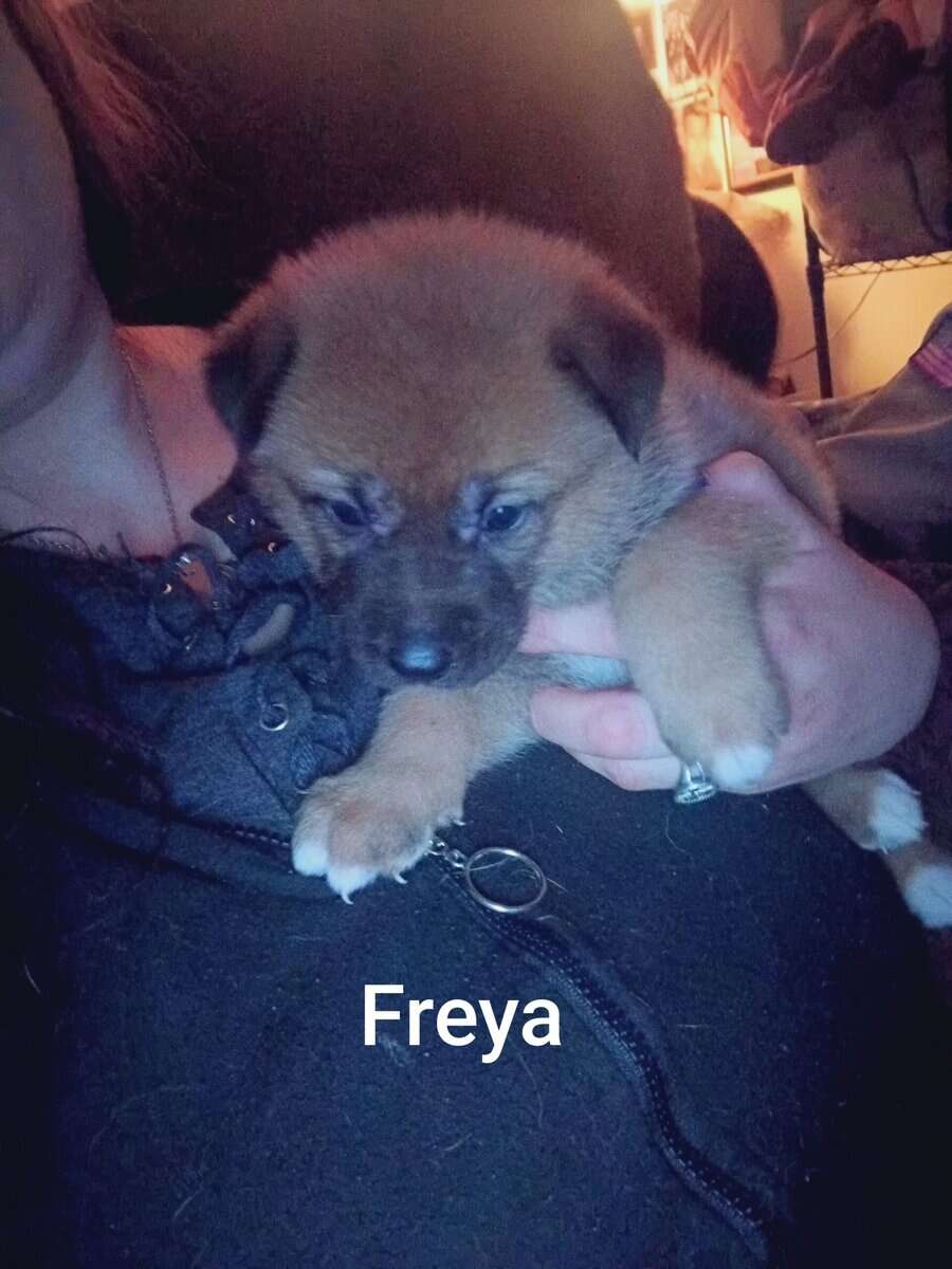 Japanese Akita/German Shepherd puppies image 7