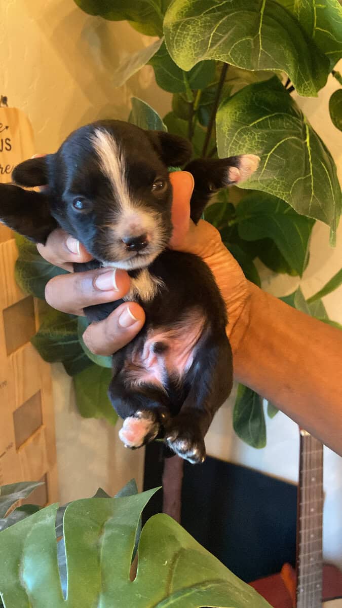Puppies for Sale image 1