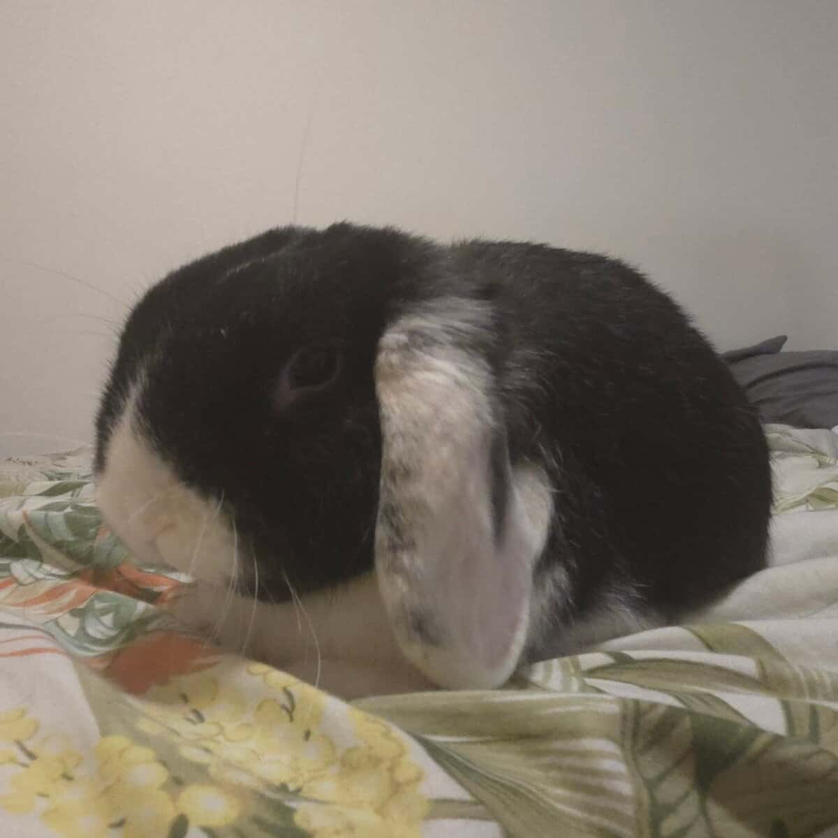 Zack, a Holland Lop Rabbit image 3