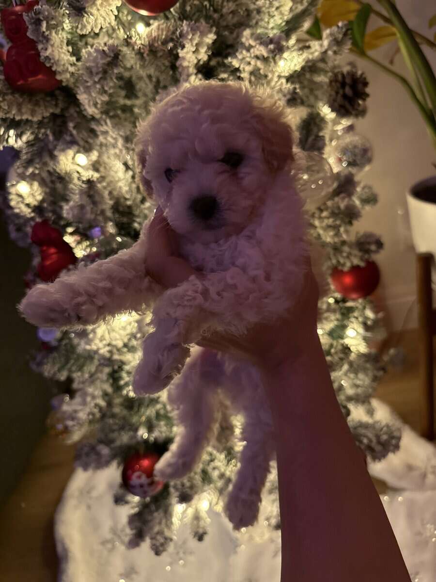 Pure Maltipoo Puppy for sale image 7