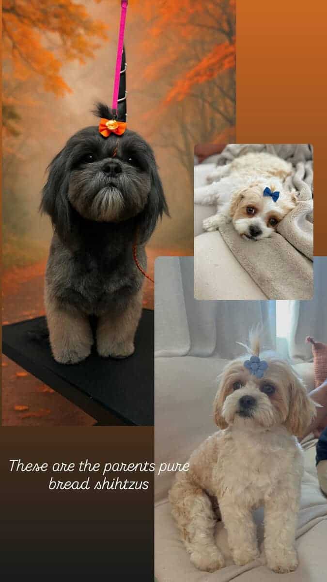 Shih Tzu Christmas-Ready Companions image 13