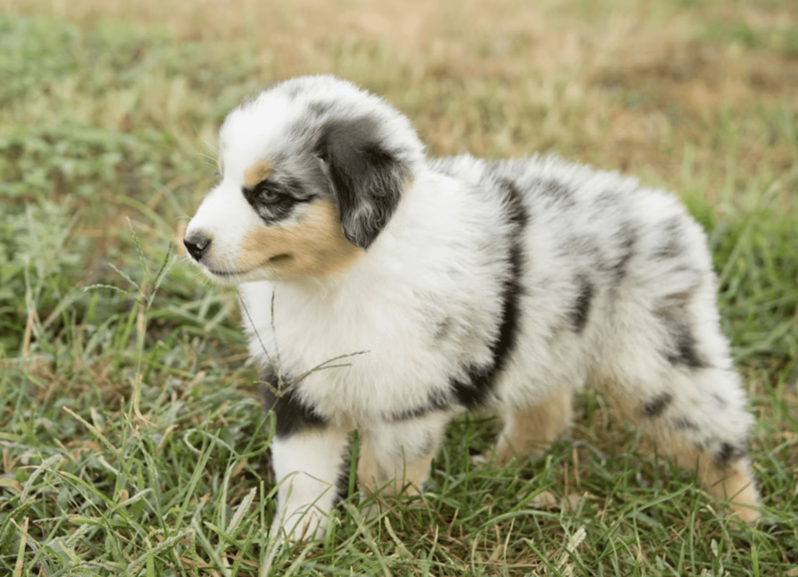 Pure Bred Australian Shepherd Puppies Due SOON! image 8