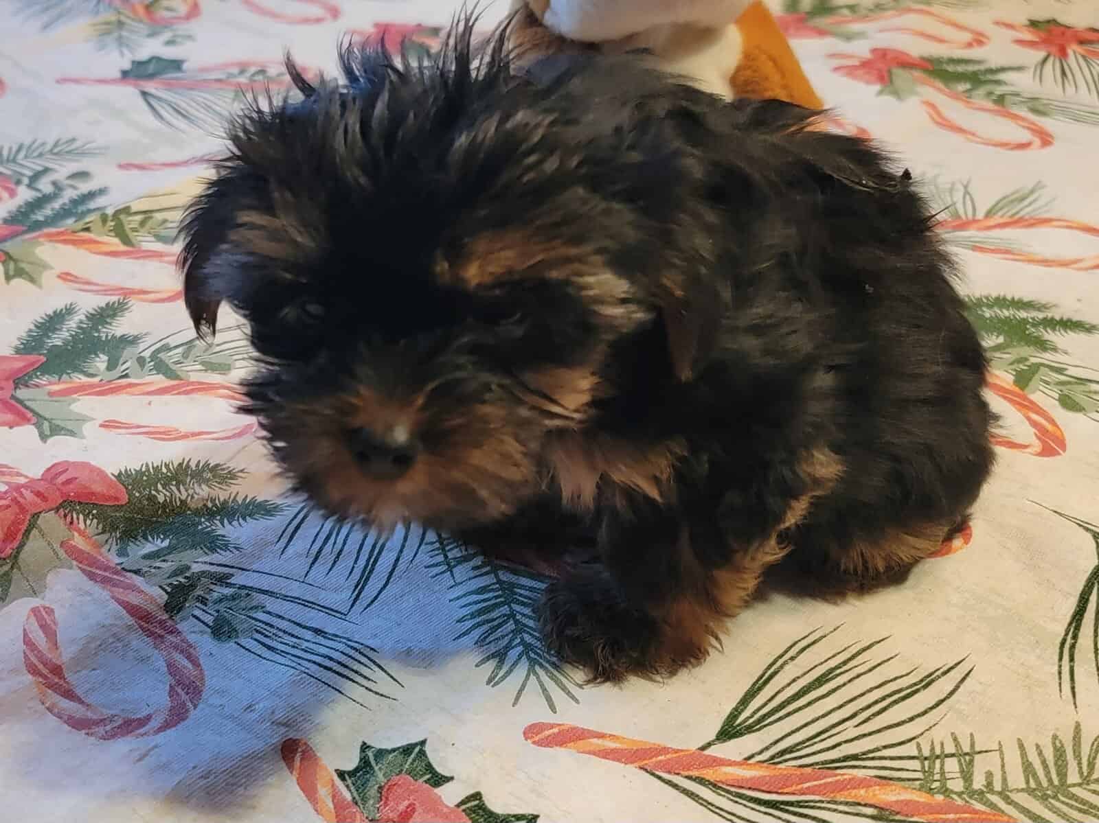 Maxwell. AKC image 1