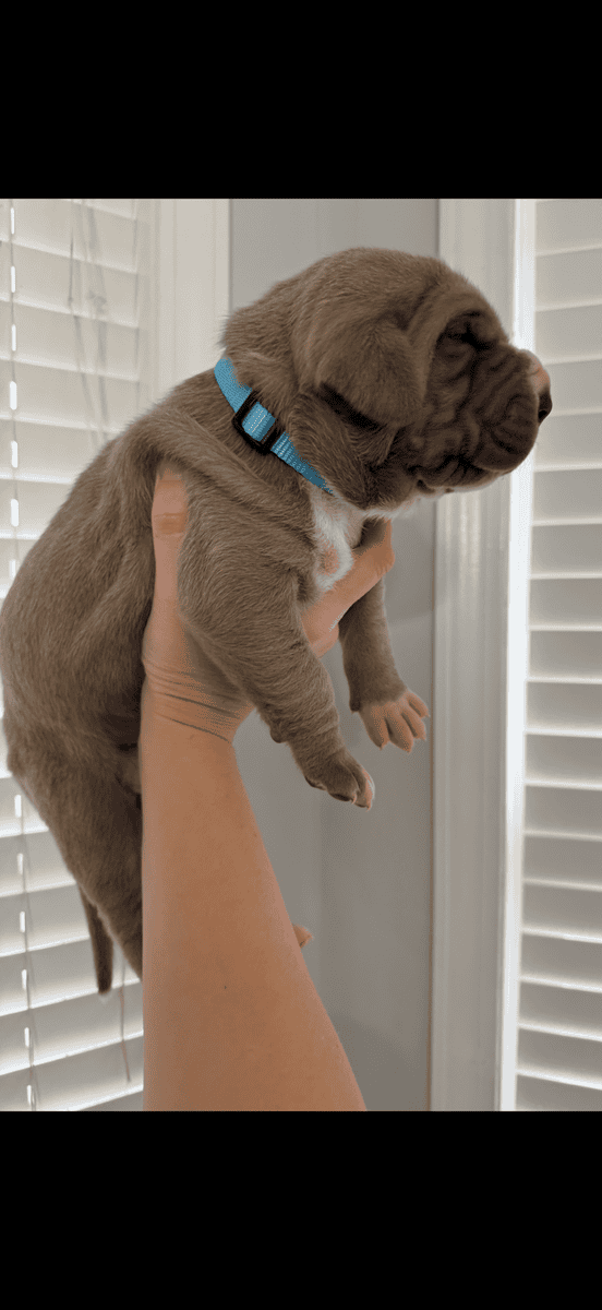 Great Dane European puppies image 2