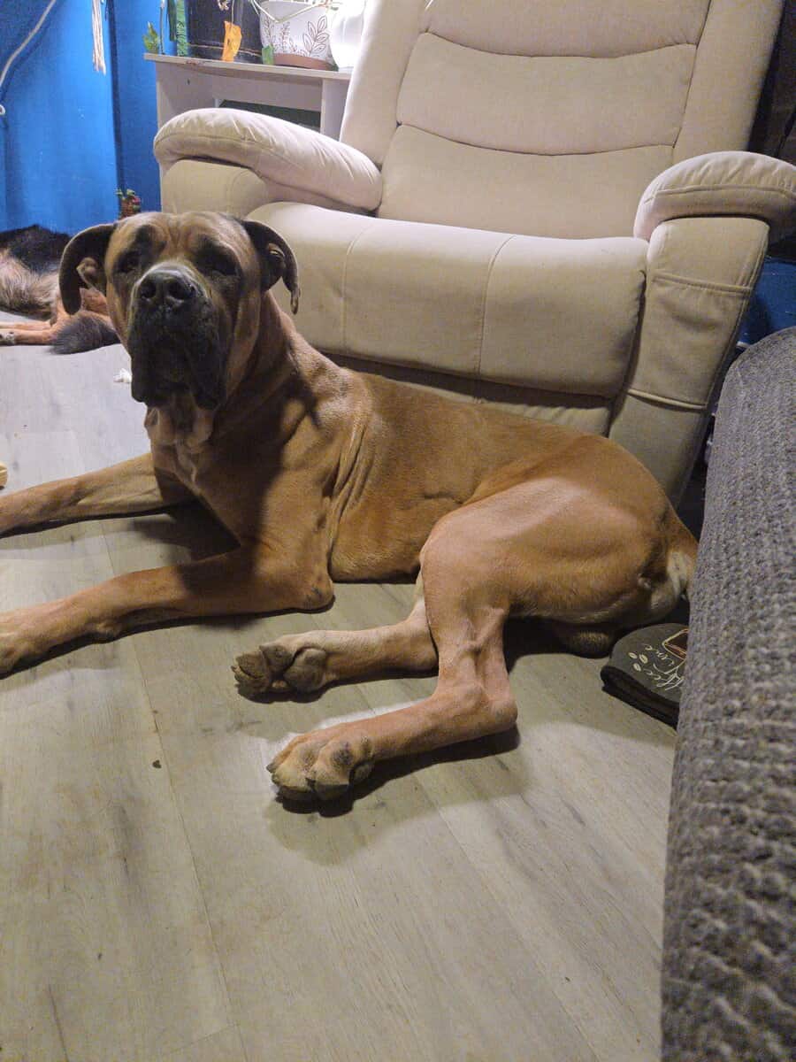 🎄✨ Holiday Cane Corso Puppies image 7
