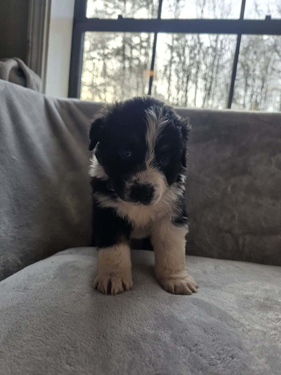 Australian shepherd puppies image 3