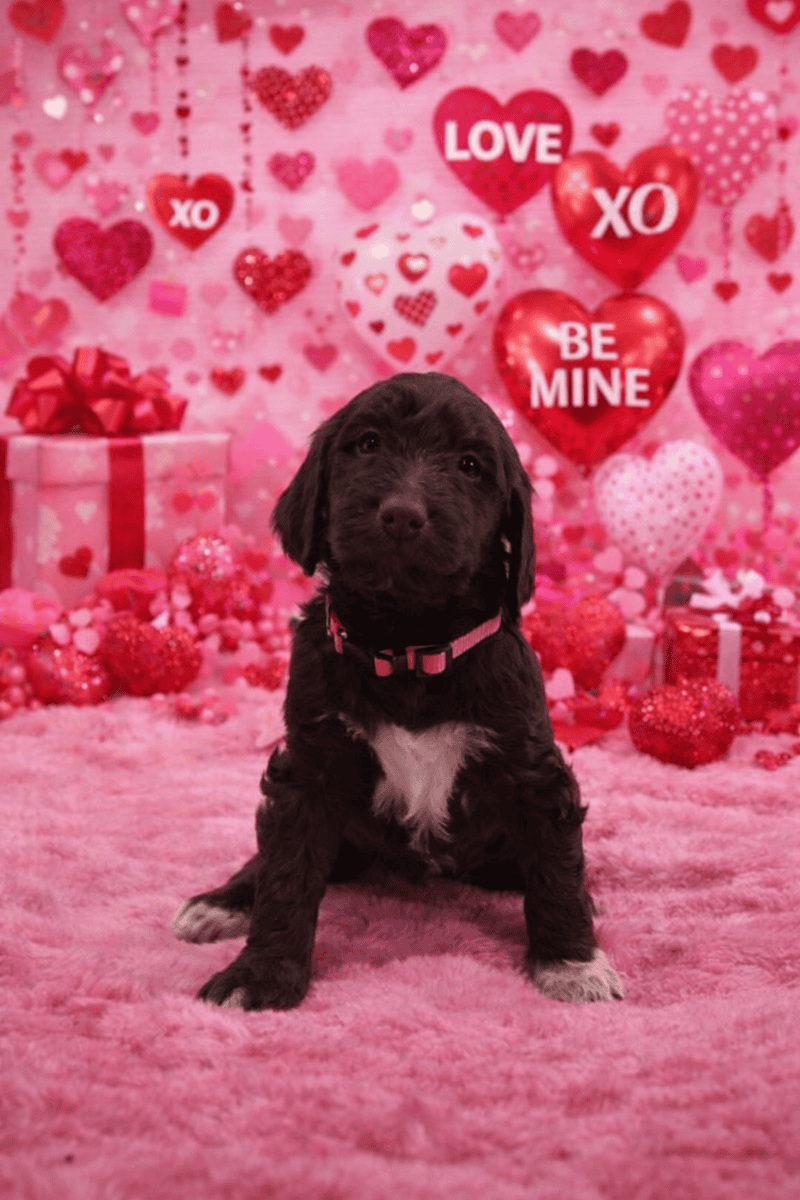 Labradoodle puppies available image 6