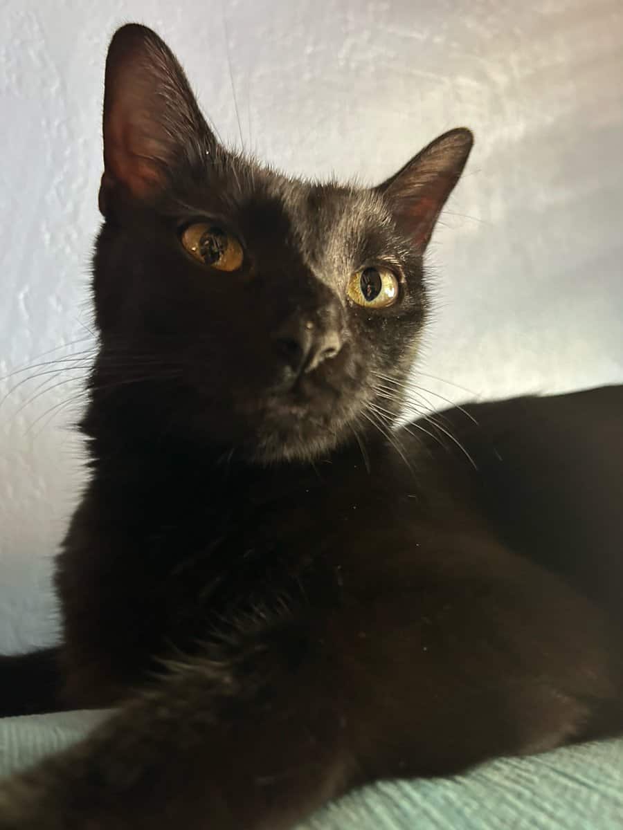 Must rehome these 2 spayed, lovely ladies image 1