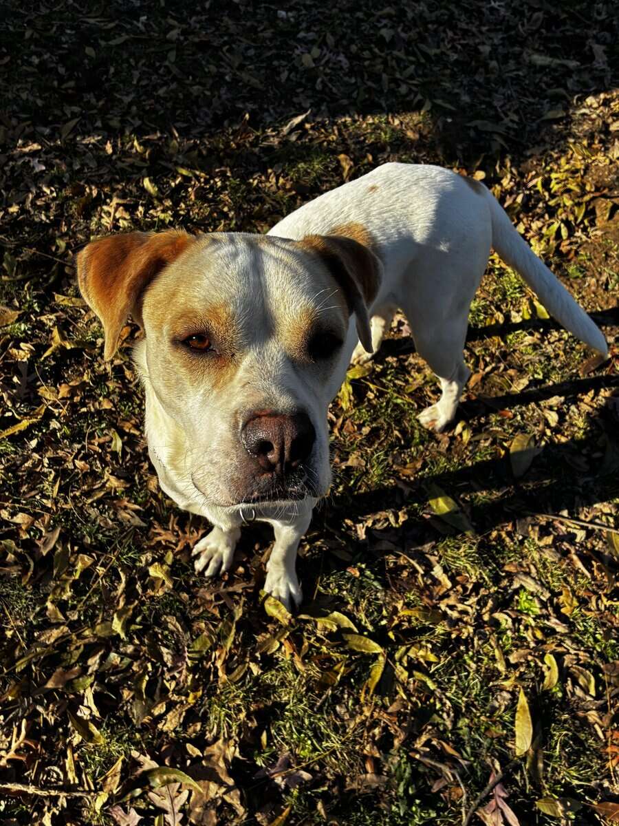 For rehome or foster image 2