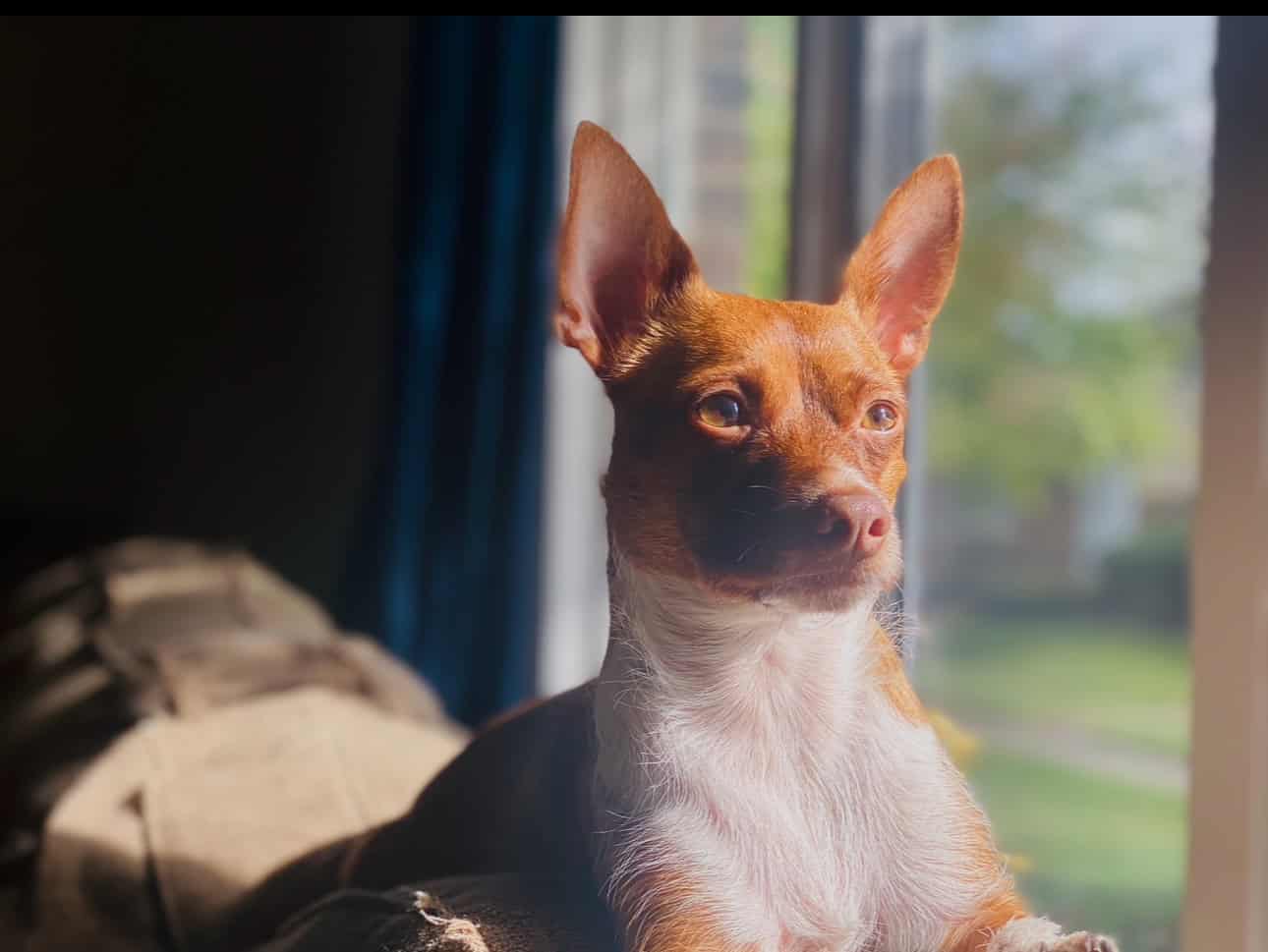 Milo needs a new home image 1