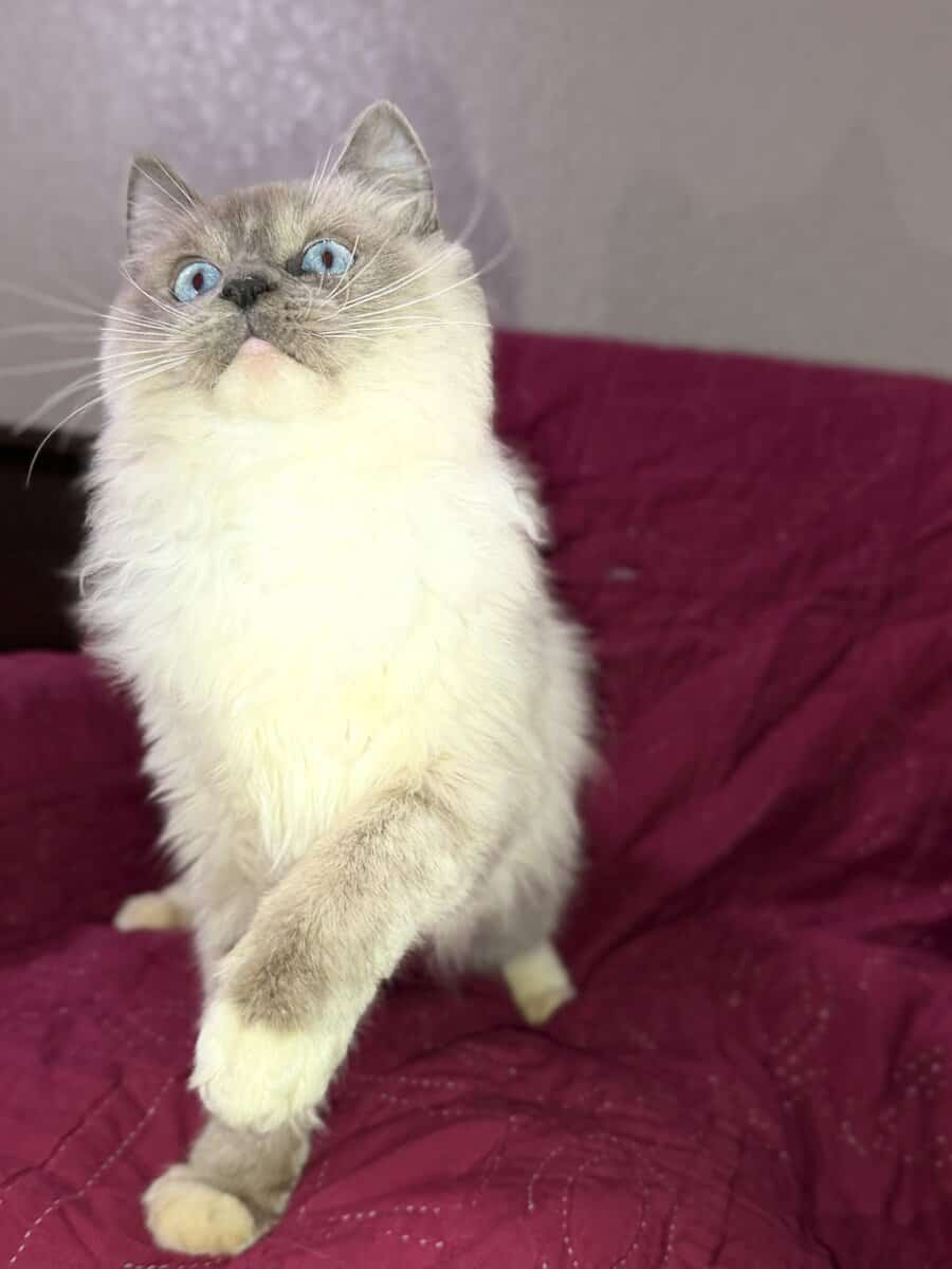 Pure Bred Rag doll Kitten named Pepsi image 17