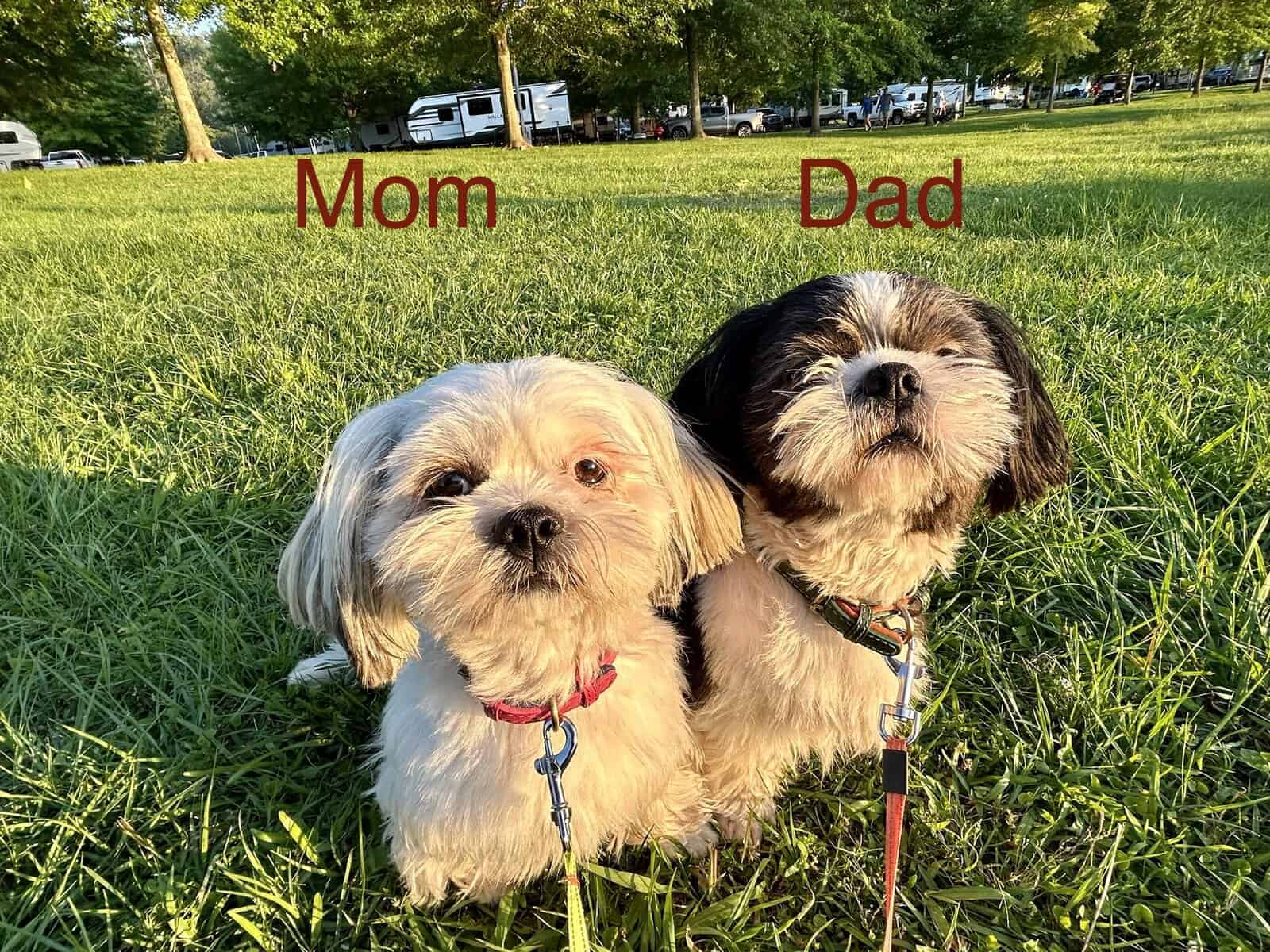 Shih Tzu Pups image 19