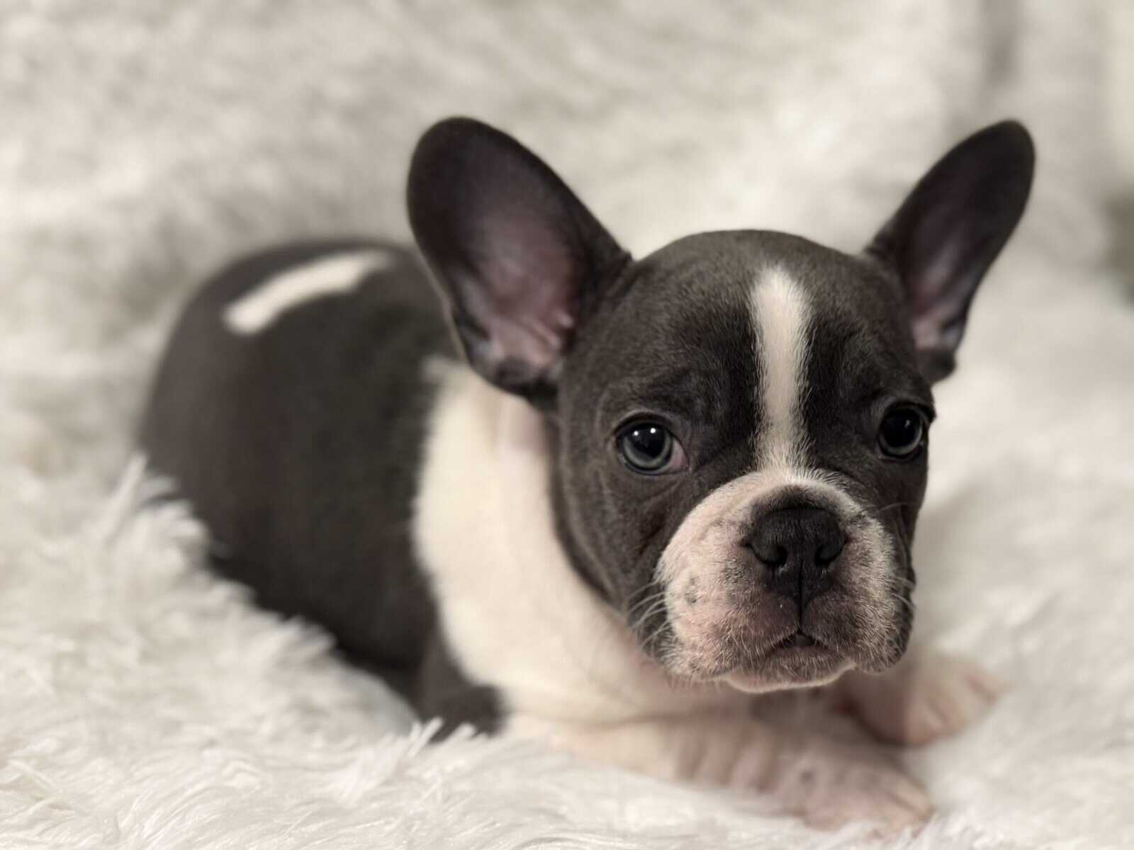 PRICE REDUCED - AKC French Bulldog Puppies image 3