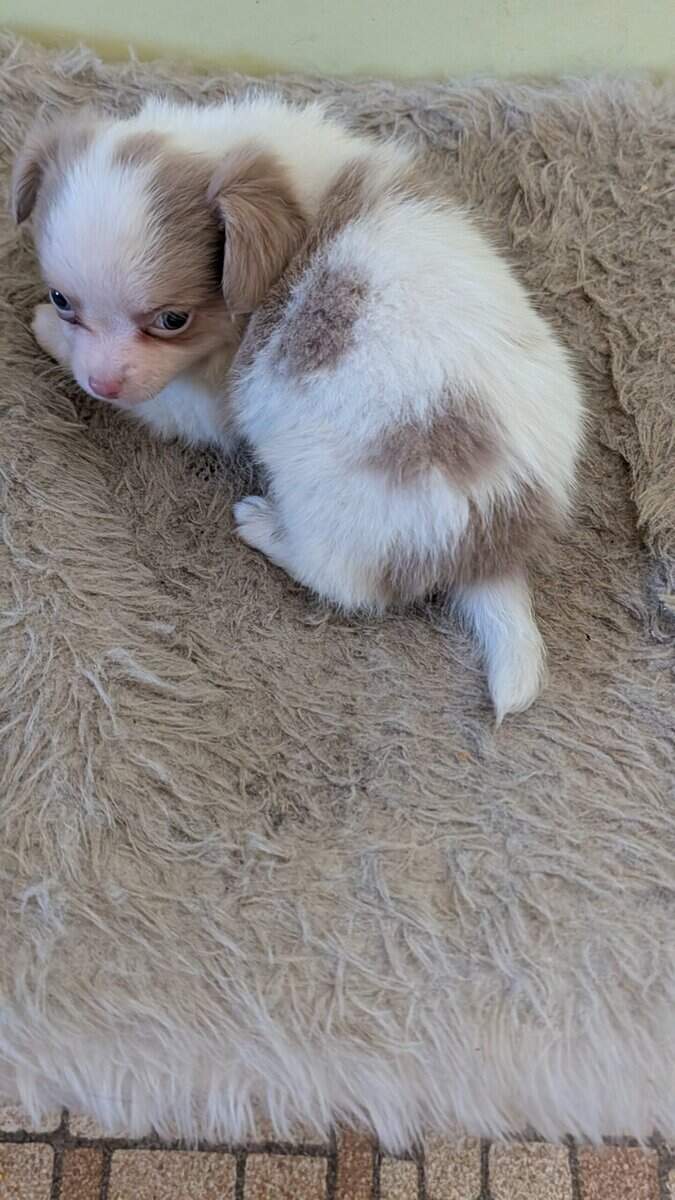 Male lavender and white long haired Chihuahua pupp image 1