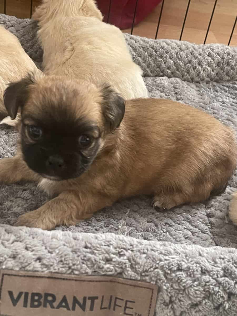 AKC Long Coat Chihuahua puppies. image 3