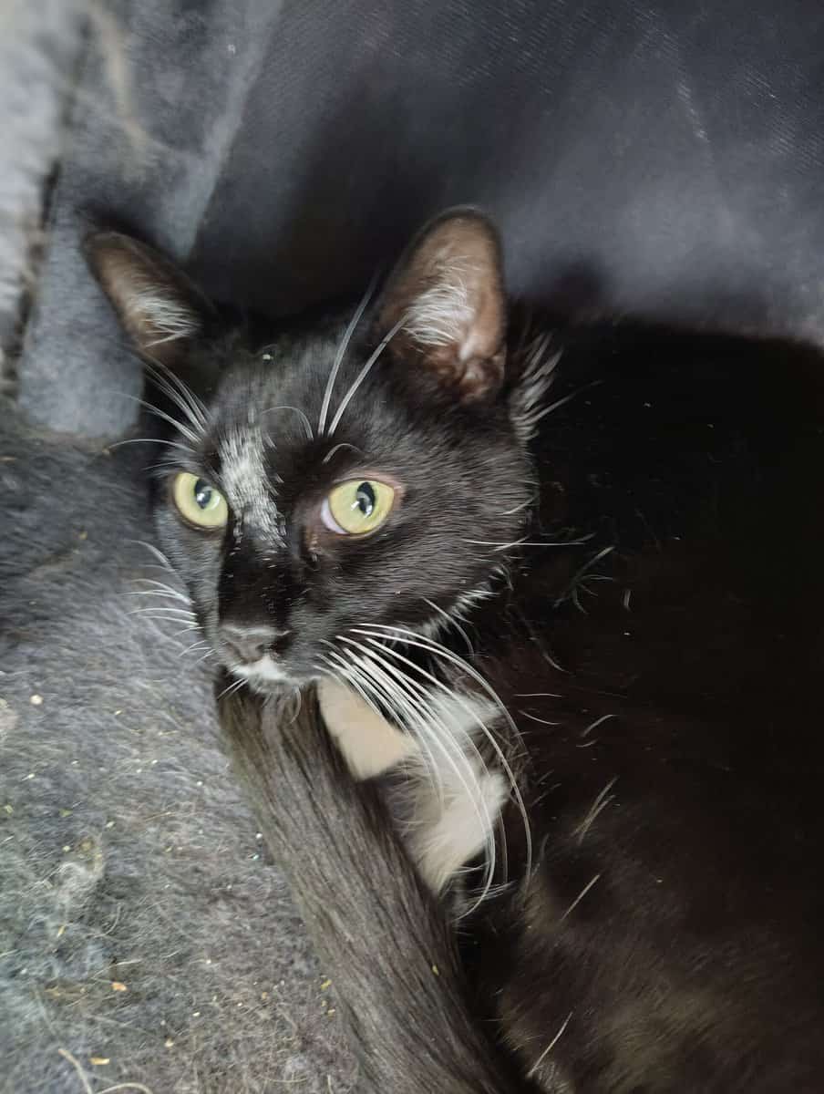 Sweet 12‑Year‑Old Tuxedo Cat Looking for a New Hom image 1