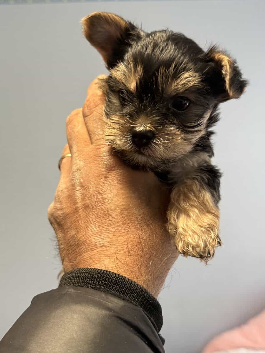 Yorkie puppies image 4