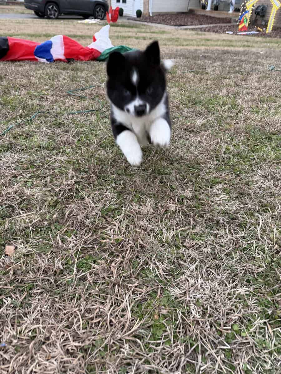 Aria the Pomsky image 3