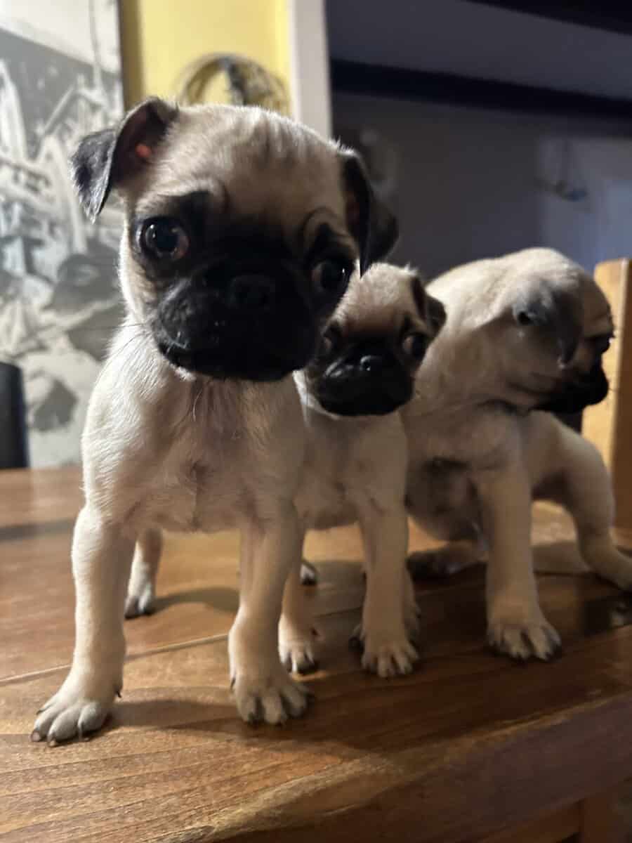 Puggies image 5