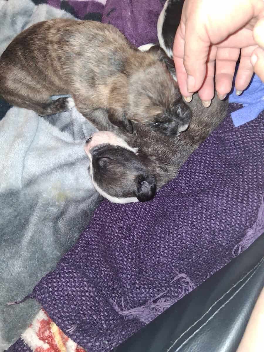 PITOODLE PUPPIES image 17