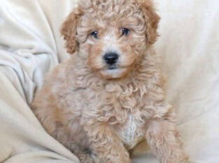 Toy poodle