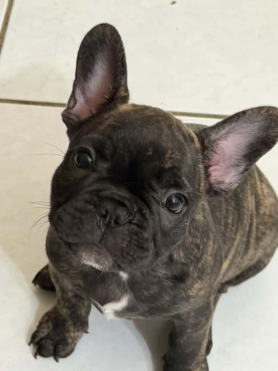 AKC Female French Bulldog image 1