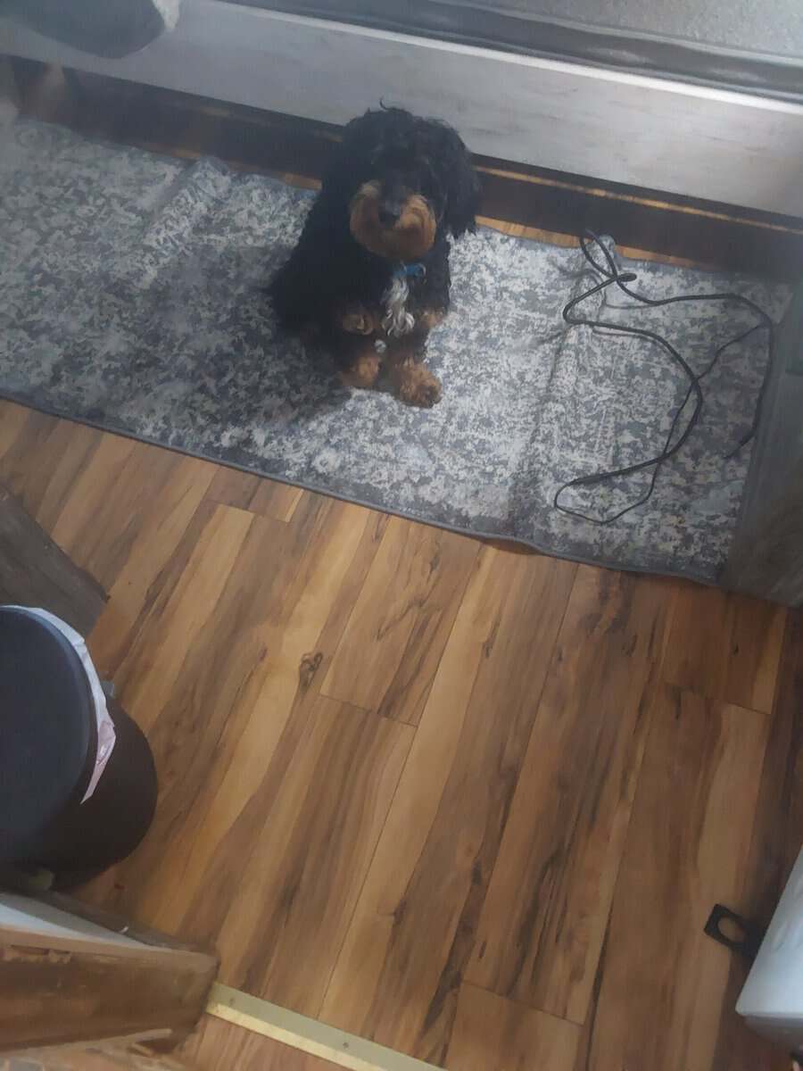 Dog needs a good home image 1
