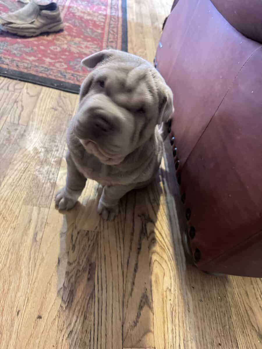 Chinese Shar Pei Pups image 7