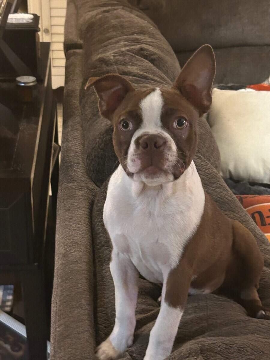 Boston Male 8 months need to re-home image 2