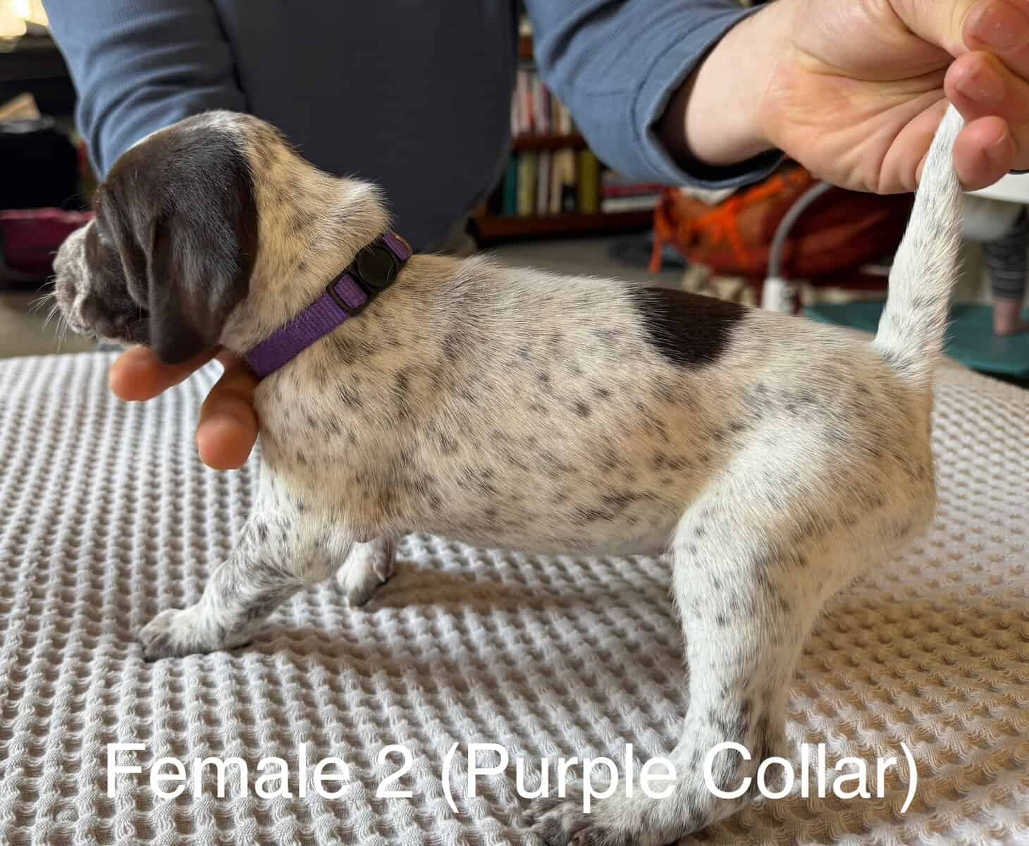 PointerShorthair Pups image 5